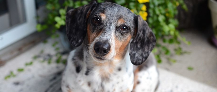 Chien Teckel